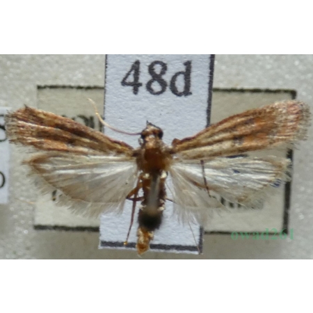 Plodia interpunctella (Hübner, 1813) Omacnica spichrzanka Czech48d